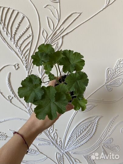 Юг Большое искушение Пеларгония