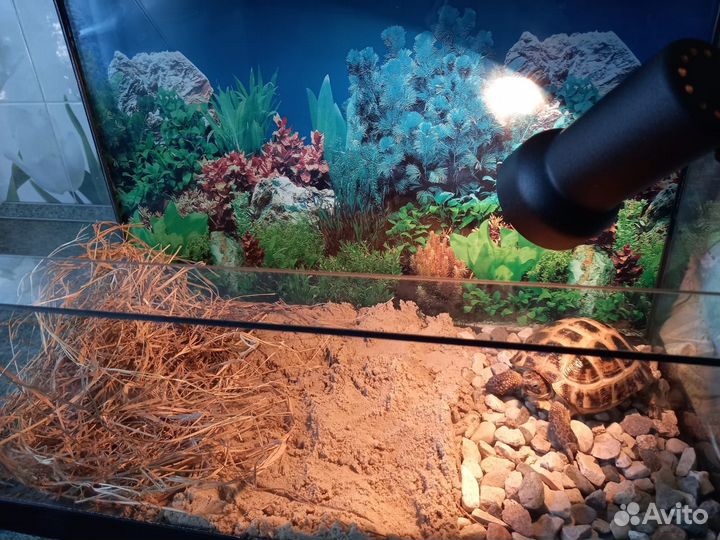 Черепаха сухопутная маленькая с Террариумом