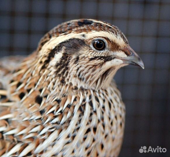 Перепела суточные