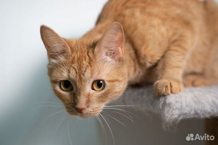 Рыжая кошка Варя в добрые руки