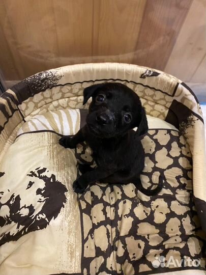 Продаются щенки