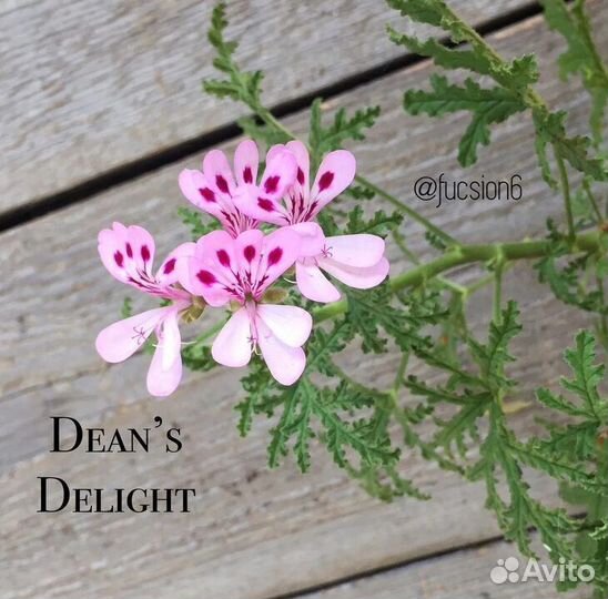 Пеларгонии ароматные, душистые