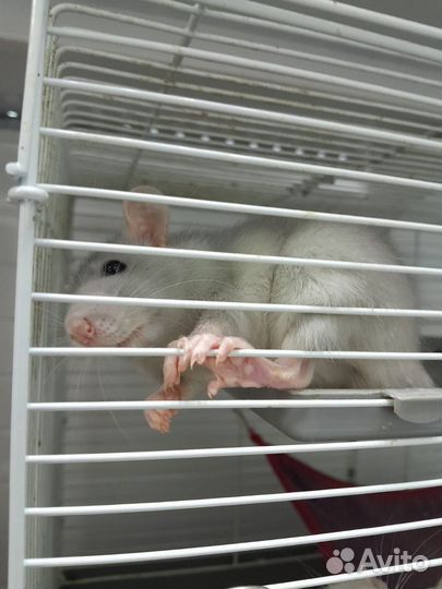 Декоративная крыса