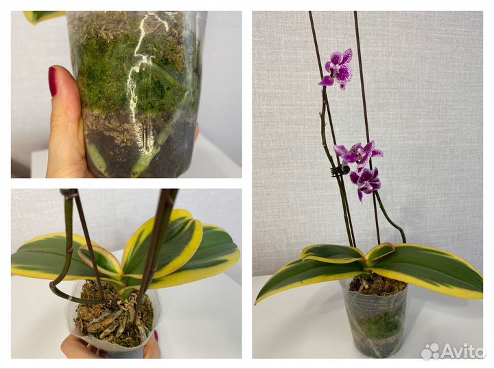 Орхидея редкая