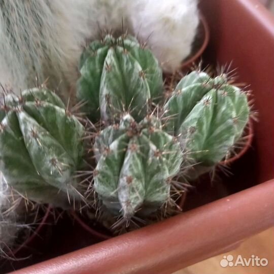 Эуфорбия Лактея Кристато корнесобственная