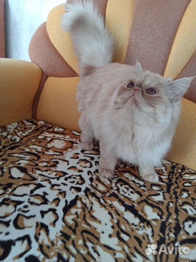 Персидская кошка