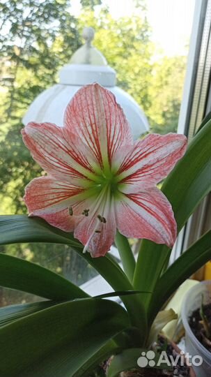 Луковицы амариллиса