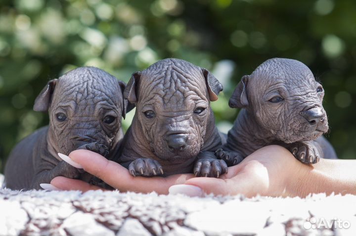 Ксолоитцкуинтли