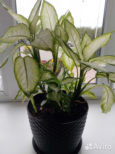 Диффенбахия Камилла