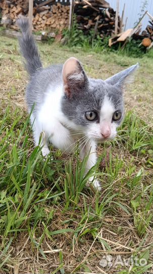 Отдам котят в добрые руки