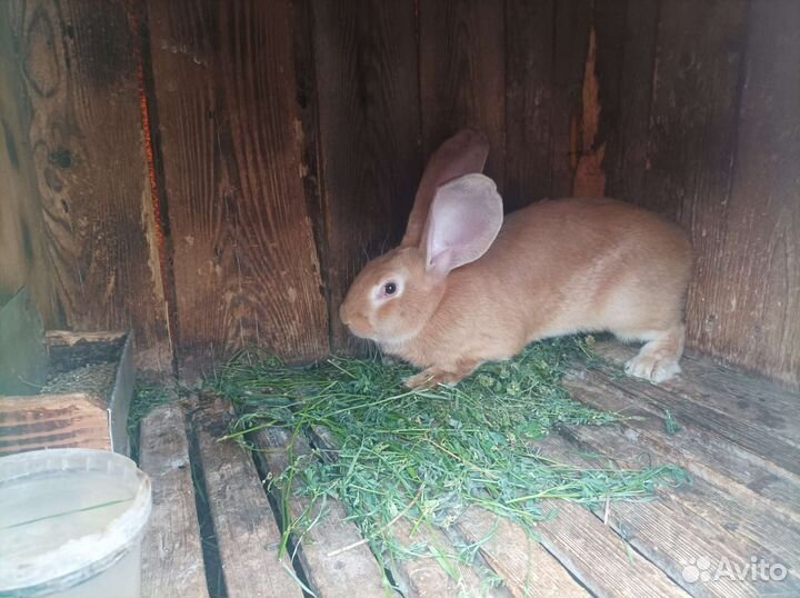 Домашние кролики