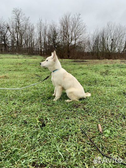 Швейцарская овчарка