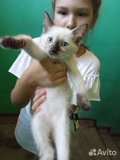 Котёнок