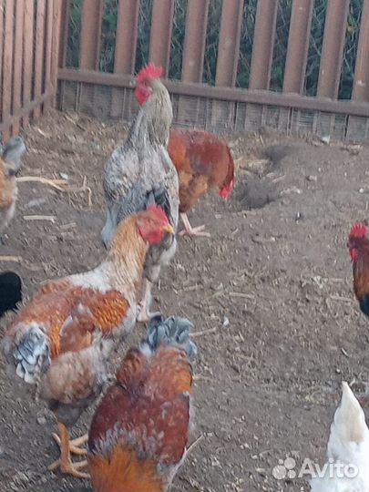 Продам петухов