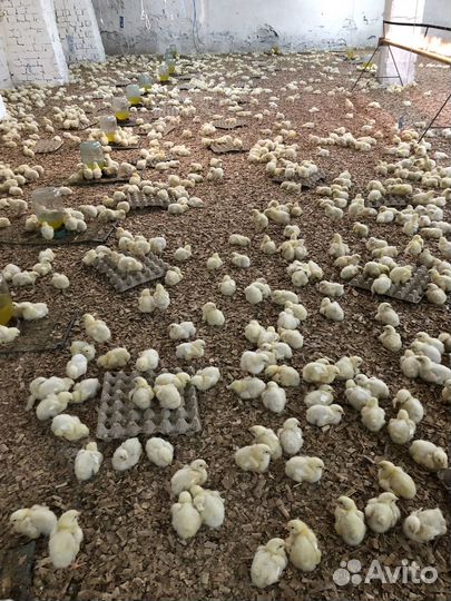 Цыплята Ломан-Браун