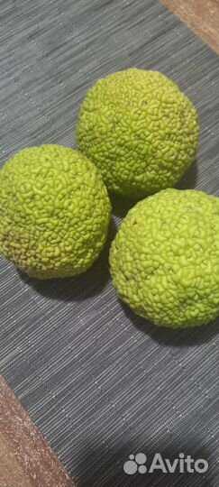 Плоды маклюры