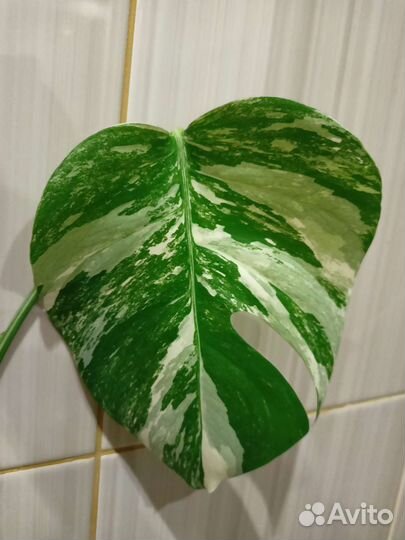 Монстера вариегатная альба