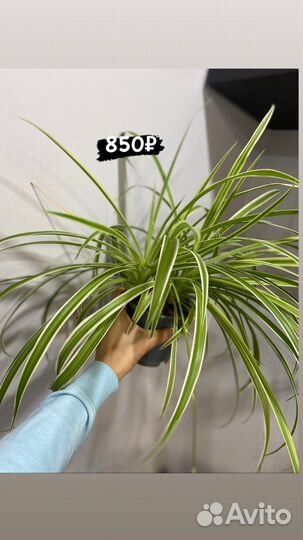 Комнатные растения