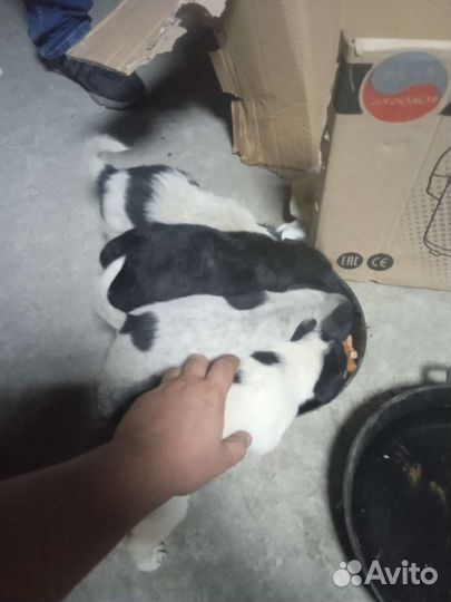 Щеночки маленькие