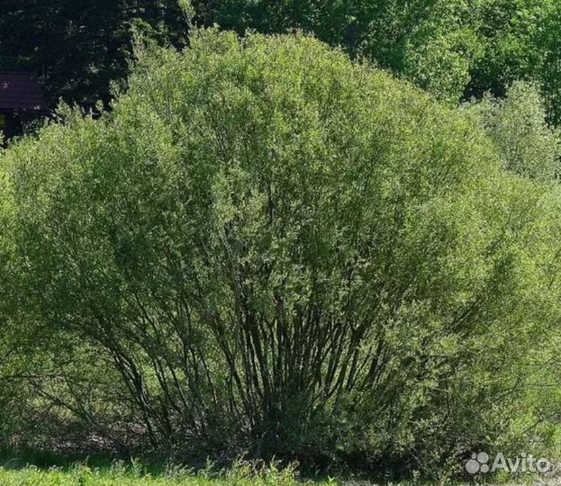 Ива кустовая из питомника
