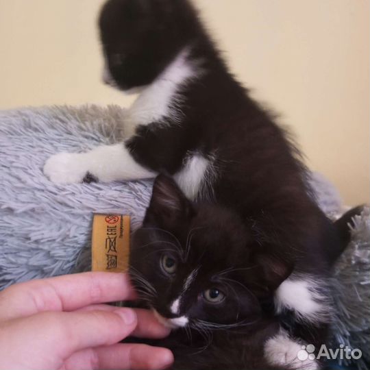 Кошка в дар бесплатно