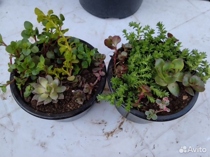 Суккуленты садовые, почвопокровники