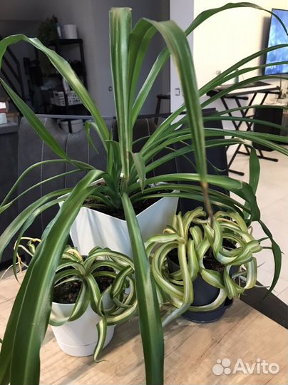 Хлорофитум