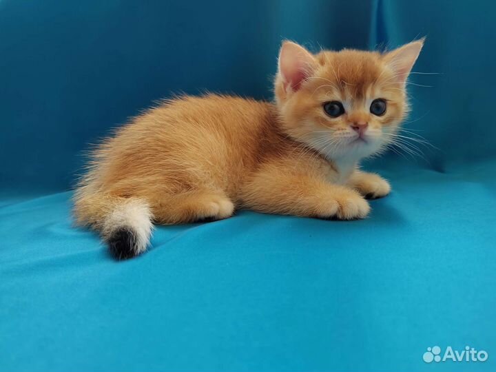 Яркие котята