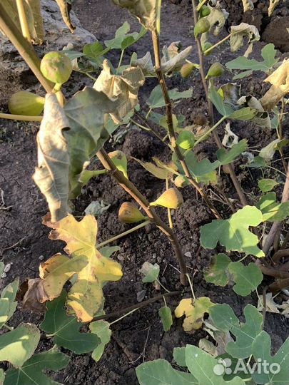 Инжир, нектарин и другие саженцы