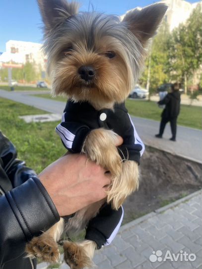 Йоркширский терьер вязка