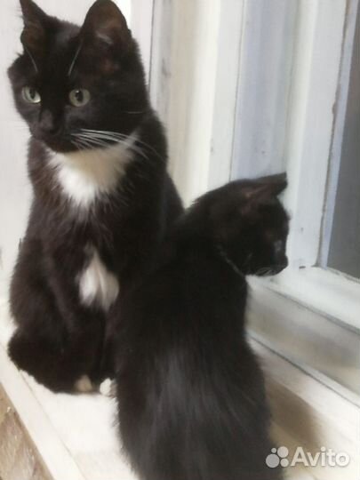 Отдам котенка в добрые руки