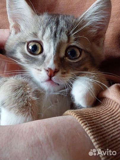 Котёнок в добрые руки