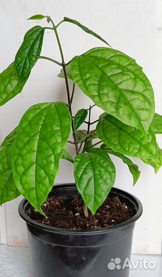 Клеродендрум Томпсон