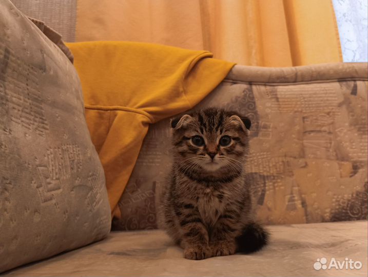 Шотландский вислоухий котёнок