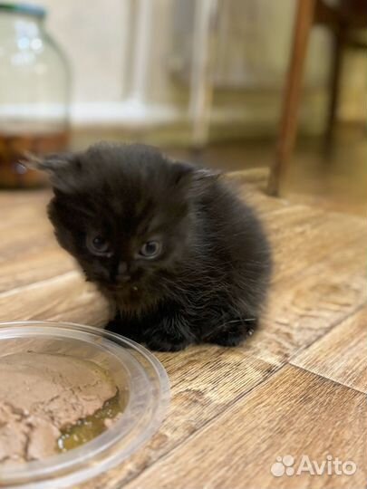 Отдам очаровательных котят мальчики