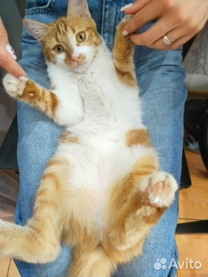Рыжий котенок (девочка)