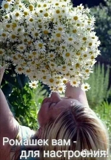 Махровая ромашка 