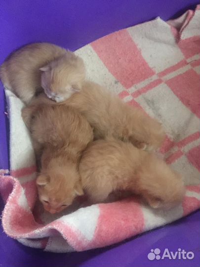 Котята от умной кошки