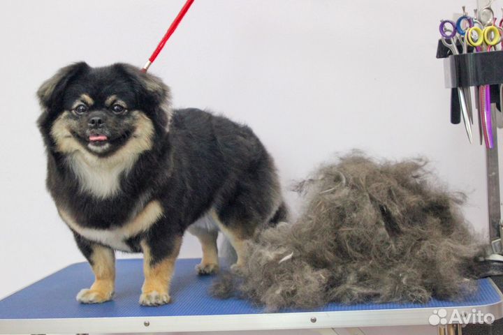 Вычес собак на обьгэс