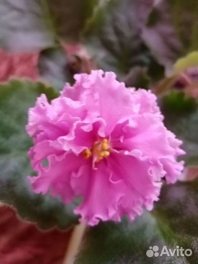 Фиалки сортовые