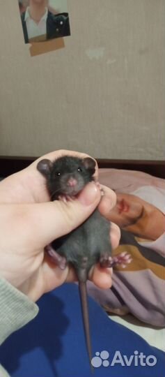 Декоративная крыса дамбо