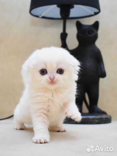 Шотландский котёнок. Девочка