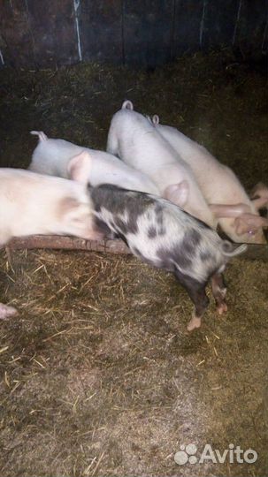 Поросята мясной породы,лондрас+дюрок. возраст от 1