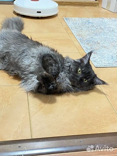 Мейн-кун вязка