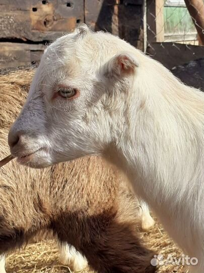 Козочки Ламанча