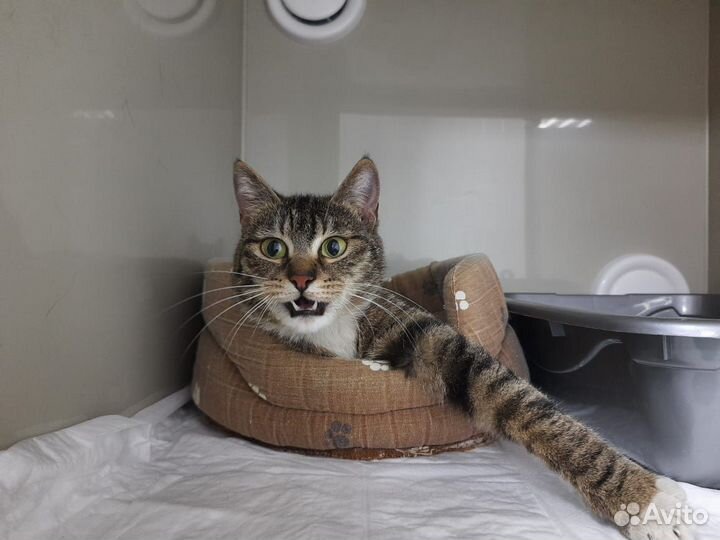 Кошечка Ксюша в добрые руки