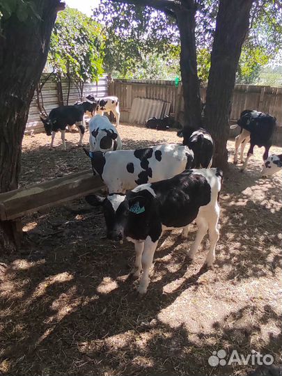 Бычки на откорм