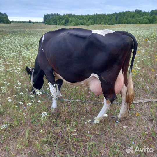 Корова дойная