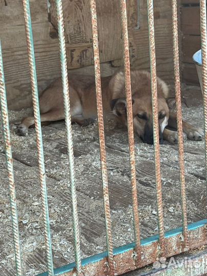 Бивис-рыжий песик с грустными глазами ищет дом