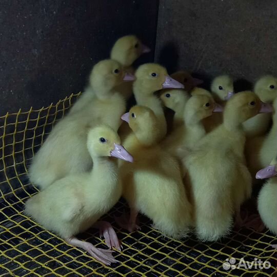 Индоутята от 3-х суток